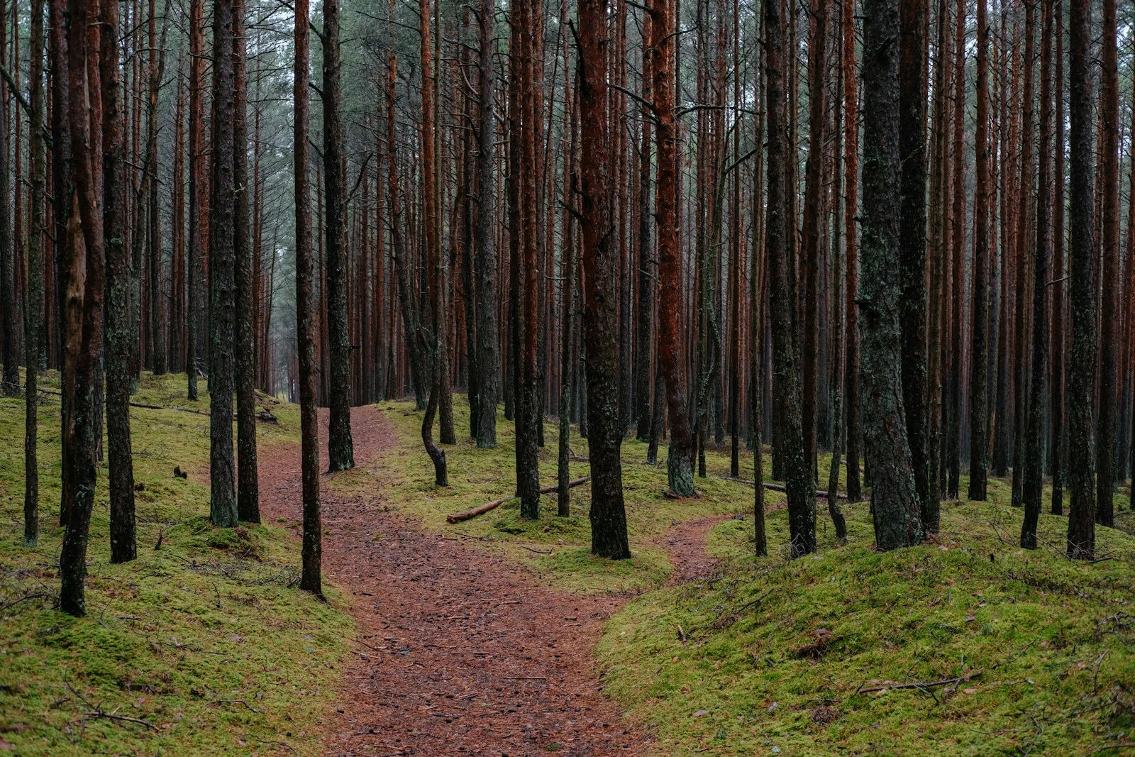 A path among pine trees