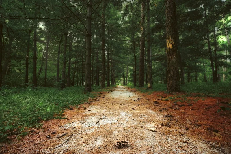 A quiet path among forest trees