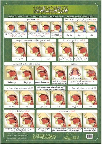 لوحة مخارج الحروف العربية قياس 21×30